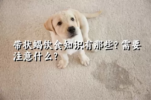 带状蝎饮食知识有那些？需要注意什么？