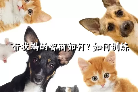 带状蝎的智商如何？如何训练