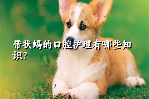 带状蝎的口腔护理有哪些知识？