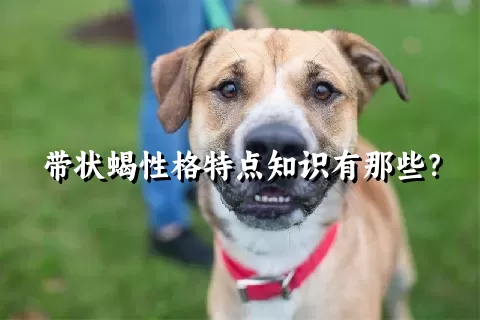 带状蝎性格特点知识有那些？