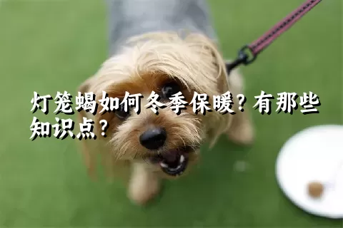 灯笼蝎如何冬季保暖？有那些知识点？