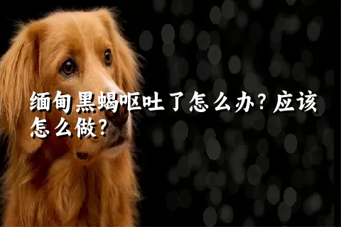 缅甸黑蝎呕吐了怎么办？应该怎么做？