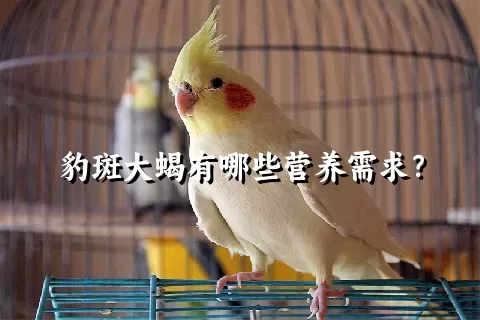 豹斑大蝎有哪些营养需求？