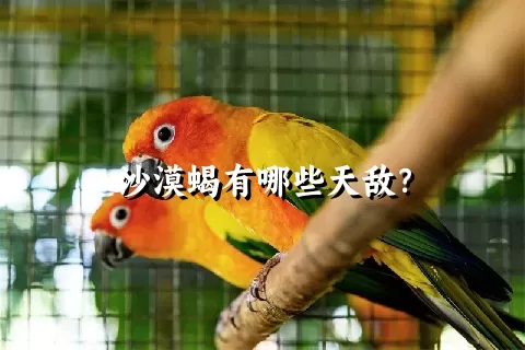 沙漠蝎有哪些天敌？