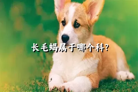 长毛蝎属于哪个科？