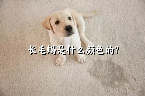 长毛蝎是什么颜色的？