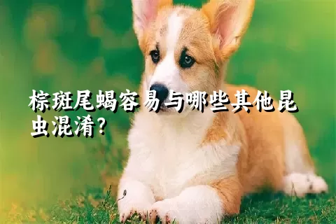 棕斑尾蝎容易与哪些其他昆虫混淆？