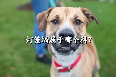 灯笼蝎属于哪个科？