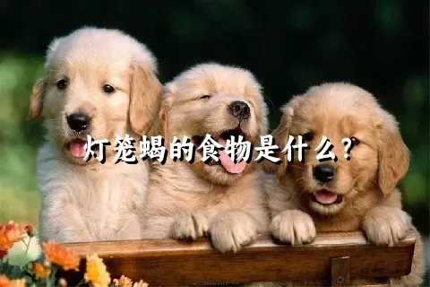 灯笼蝎的食物是什么？