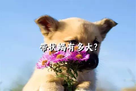 带状蝎有多大?