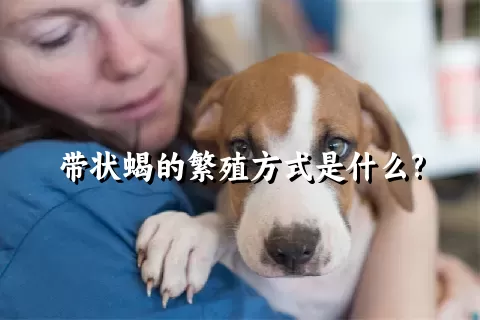 带状蝎的繁殖方式是什么?