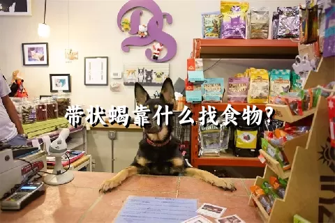 带状蝎靠什么找食物?