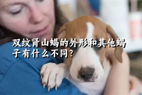 双纹肾山蝎的外形和其他蝎子有什么不同？