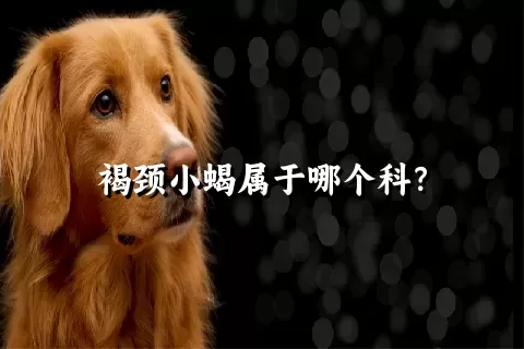 褐颈小蝎属于哪个科？