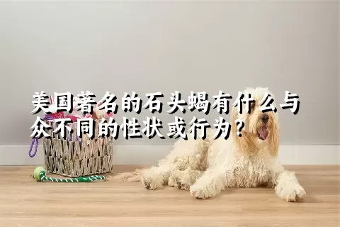 美国著名的石头蝎有什么与众不同的性状或行为？