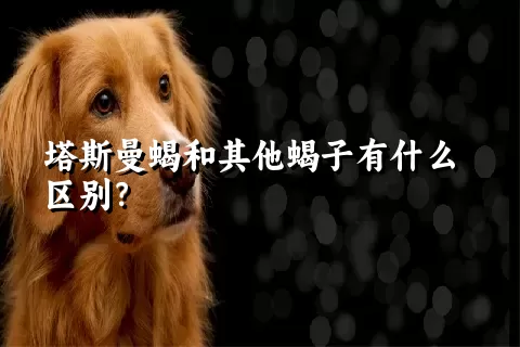 塔斯曼蝎和其他蝎子有什么区别？