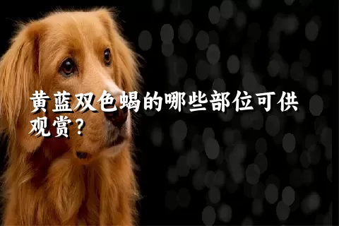 黄蓝双色蝎的哪些部位可供观赏？