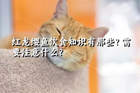 红龙缨鱼饮食知识有那些？需要注意什么？