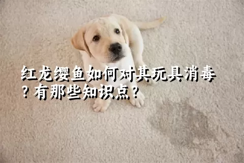 红龙缨鱼如何对其玩具消毒？有那些知识点？