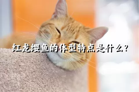 红龙缨鱼的体型特点是什么？