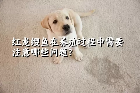 红龙缨鱼在养殖过程中需要注意哪些问题？