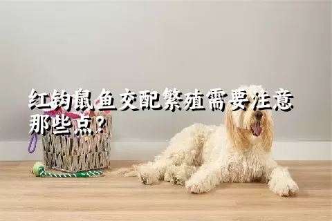 红钩鼠鱼交配繁殖需要注意那些点？