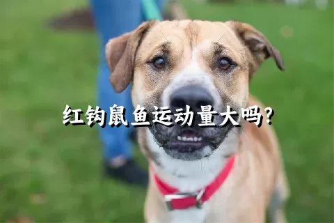 红钩鼠鱼运动量大吗？