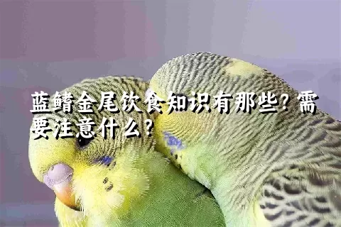 蓝鳍金尾饮食知识有那些？需要注意什么？