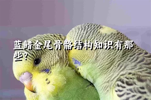 蓝鳍金尾骨骼结构知识有那些？