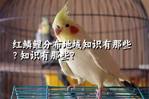 红鳞鲤分布地域知识有那些？知识有那些？