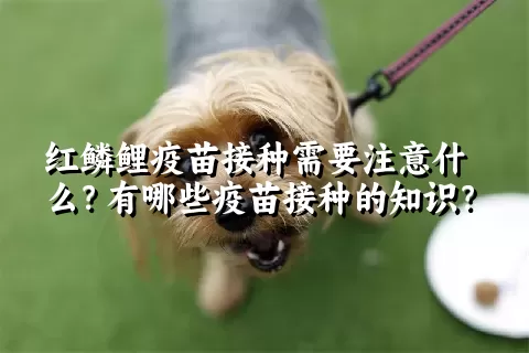 红鳞鲤疫苗接种需要注意什么？有哪些疫苗接种的知识？