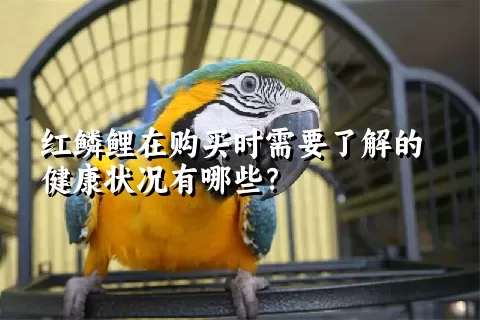 红鳞鲤在购买时需要了解的健康状况有哪些？