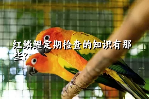 红鳞鲤定期检查的知识有那些？