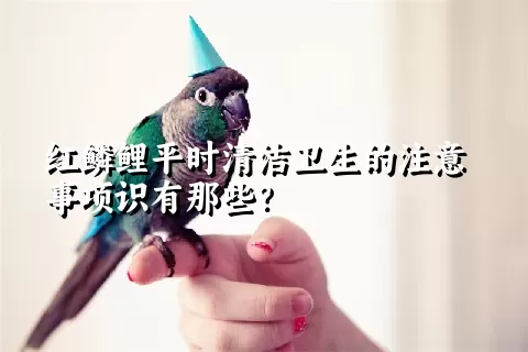 红鳞鲤平时清洁卫生的注意事项识有那些？ 