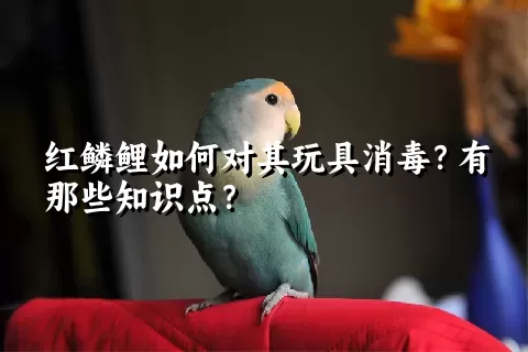 红鳞鲤如何对其玩具消毒？有那些知识点？