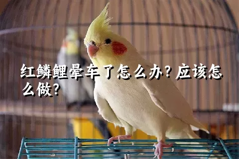 红鳞鲤晕车了怎么办？应该怎么做？