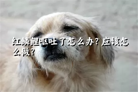 红鳞鲤呕吐了怎么办？应该怎么做？