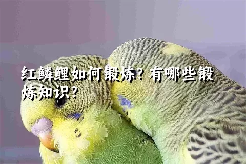 红鳞鲤如何锻炼？有哪些锻炼知识？