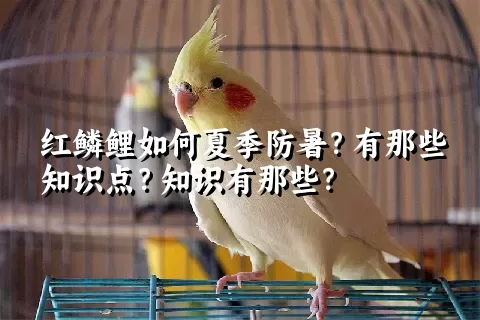 红鳞鲤如何夏季防暑？有那些知识点？知识有那些？