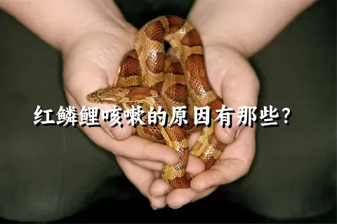 红鳞鲤咳嗽的原因有那些？ 