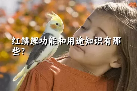 红鳞鲤功能和用途知识有那些？