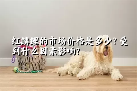 红鳞鲤的市场价格是多少？受到什么因素影响？