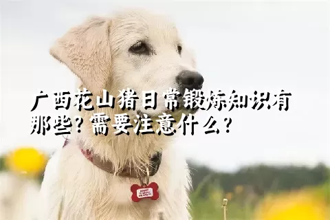 广西花山猪日常锻炼知识有那些？需要注意什么？