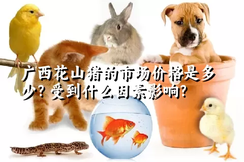 广西花山猪的市场价格是多少？受到什么因素影响？