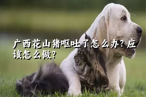 广西花山猪呕吐了怎么办？应该怎么做？