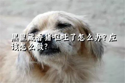 黑里藏香猪呕吐了怎么办？应该怎么做？