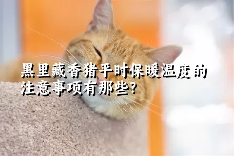 黑里藏香猪平时保暖温度的注意事项有那些？ 