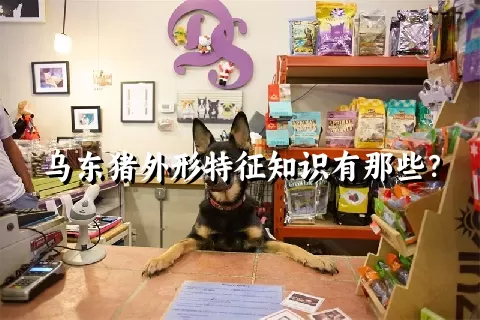 乌东猪外形特征知识有那些？