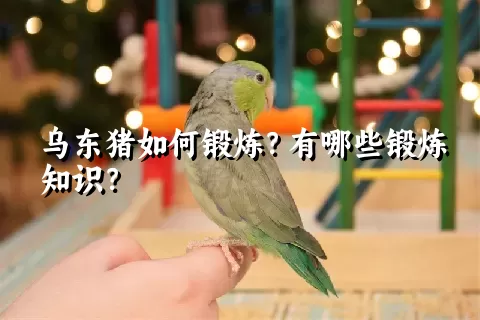 乌东猪如何锻炼？有哪些锻炼知识？