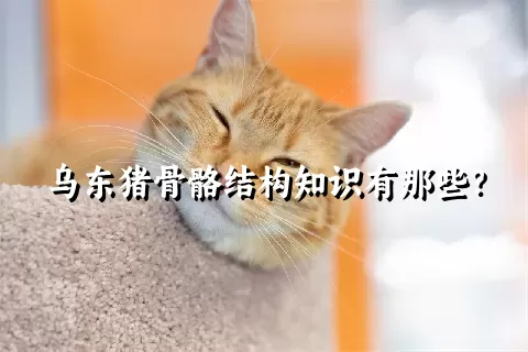 乌东猪骨骼结构知识有那些？